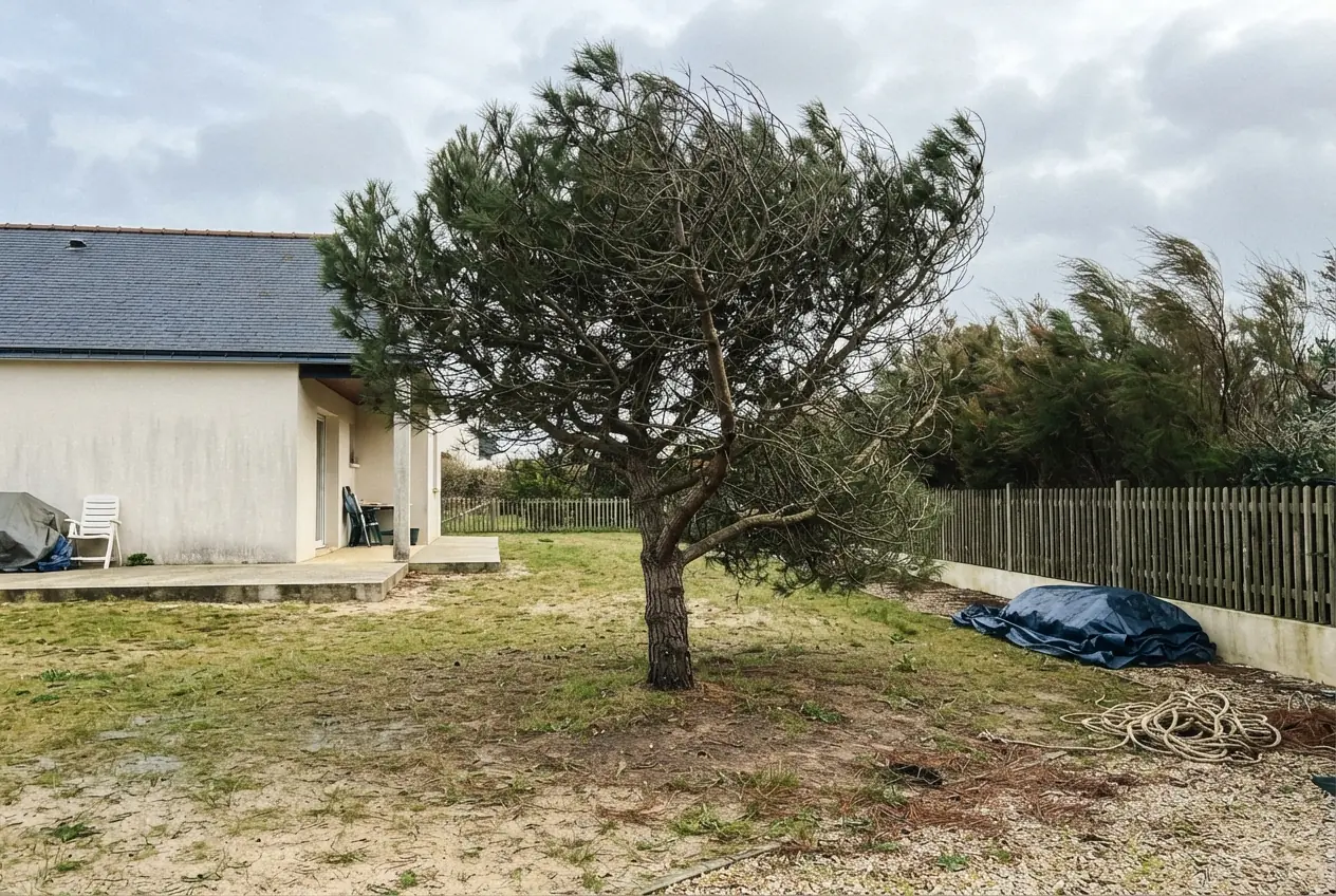 Pin dense avant élagage dans un jardin à Larmor-Plage